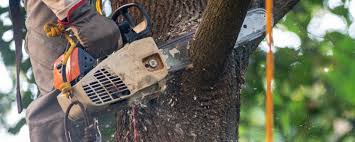 How Our Tree Care Process Works  in  Compton, CA