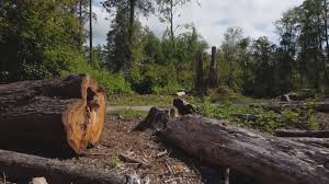 Best Storm Damage Tree Cleanup  in Compton, CA