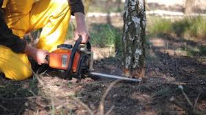 Best Tree Removal  in Compton, CA