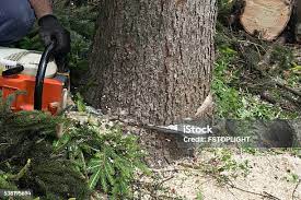 Best Tree Risk Assessment  in Compton, CA