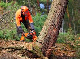 Trusted Compton, CA Tree Care Experts