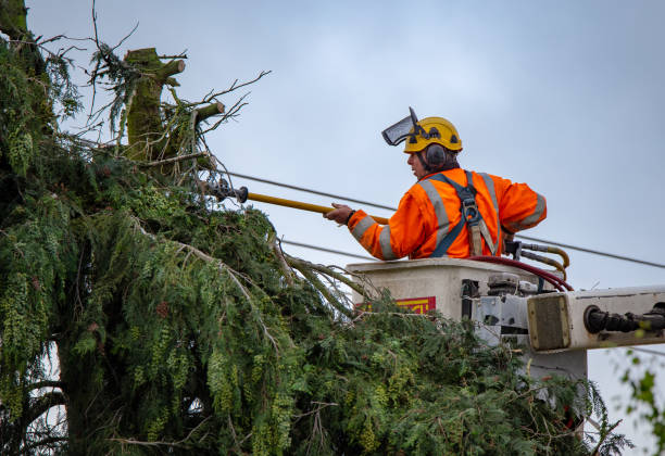 Best Seasonal Cleanup (Spring/Fall)  in Compton, CA