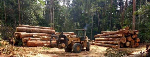 Best Commercial Tree Services  in Compton, CA