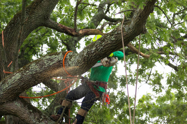  Compton, CA Tree Care Pros