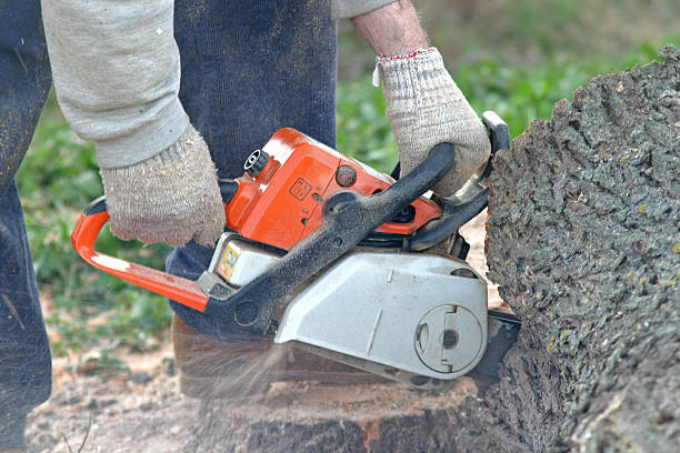 Best Weed Control  in Compton, CA
