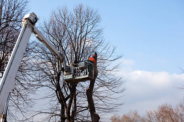 Best Utility Line Clearance  in Compton, CA